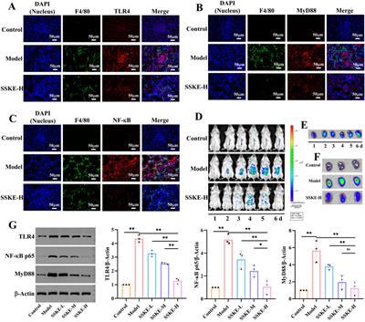 Shenshuaikang enema restores the intestinal barrier and microbiota-gut-kidney axis balance to alleviate chronic kidney disease via NF-κB pathway